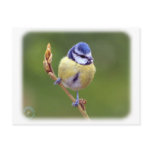 Blue Tit 8R85D-03 Post Cards