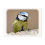 Blue Tit 8R85D-14 Post Card