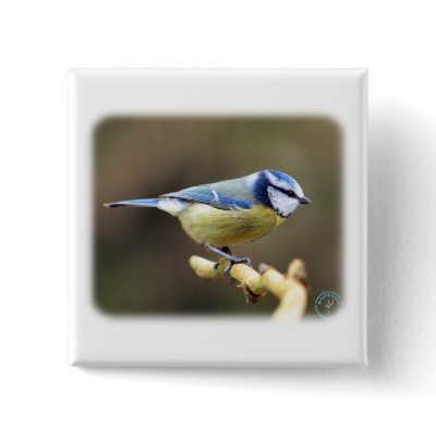 Blue Tit 8R86D-20 Pin by TraffordPhotos