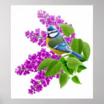 Blue Tit Bird in Lilacs Print