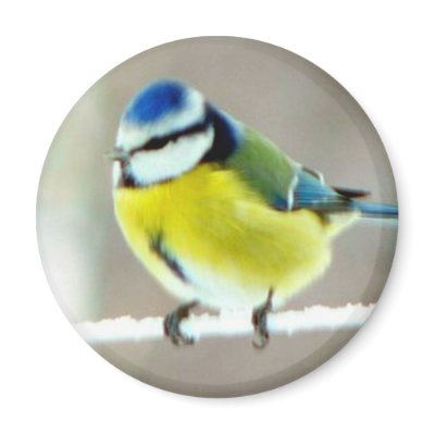 Blue Tit Bird Magnet by stellerangel