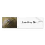 Blue Tit