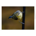 Blue Tit Greeting Card