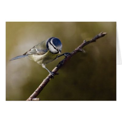 Blue Tit by Welshpixels