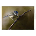 Blue Tit cards
