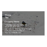 Blue Tit Eating Seed business cards