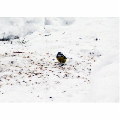 Blue Tit Eating Seed Photo Sculptures by lifesphere