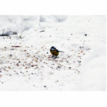 Blue Tit Eating Seed photo sculptures