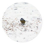 Blue Tit Eating Seed Round Sticker