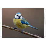Blue tit - greeting card