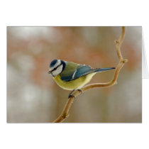 Blue tit - greeting card