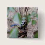 Blue Tit in the Ivy buttons