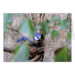 Blue Tit in the Ivy