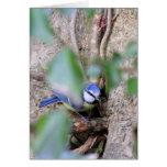 Blue Tit in the Ivy