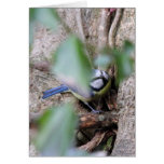 Blue Tit in the Ivy