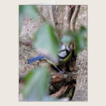 Blue Tit in the Ivy cards