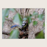 Blue Tit in the Ivy cards