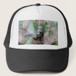 Blue Tit in the Ivy hats