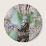 Blue Tit in the Ivy magnets