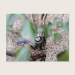 Blue Tit in the Ivy postcards
