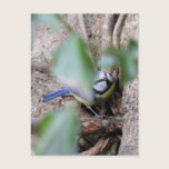 Blue Tit in the Ivy postcards