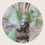 Blue Tit in the Ivy stickers