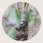 Blue Tit in the Ivy stickers