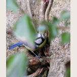 Blue Tit in the Ivy t-shirts