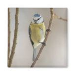 Blue Tit magnet