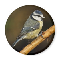 Blue Tit Magnet