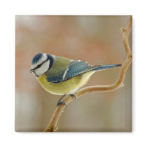 Blue Tit magnet