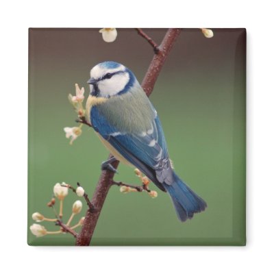 Blue Tit magnet by Thorninger