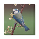 Blue Tit magnet