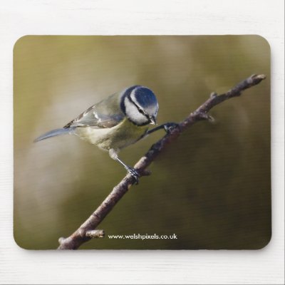 Blue Tit by Welshpixels