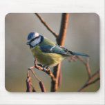 Blue tit mousepad