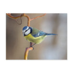 Blue Tit on branch Postcard