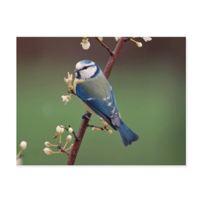 Blue Tit on rainy day postcard by Thorninger