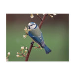 Blue Tit on rainy day postcard