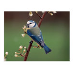 Blue Tit on rainy day postcard