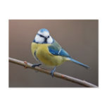 Blue tit postcard