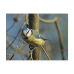blue tit post cards