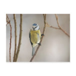 Blue Tit - postcard