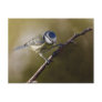 Blue Tit Post Cards