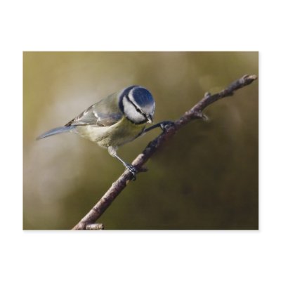 Blue Tit by Welshpixels