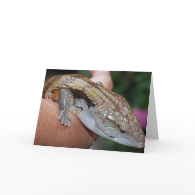 Blue Tongue Skink by SilenasImages