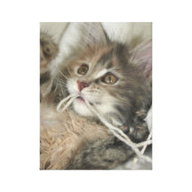 Blue Tortie Kitten Canvas Gallery Wrap Canvas