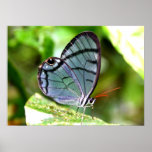 Blue Transparent Butterfly, Costa Rica posters