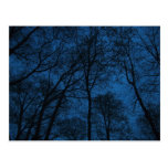 Blue Trees Postcard