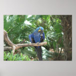 Blue Tropics posters