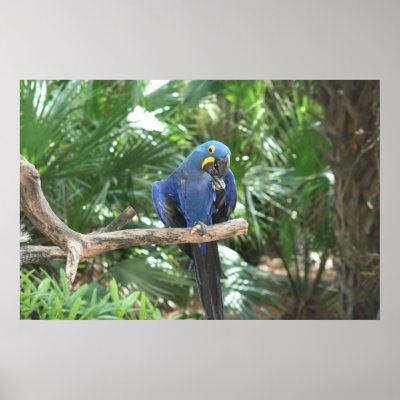 Blue Tropics Print by Paddydee56